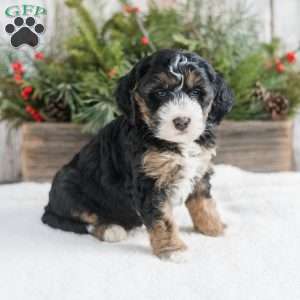 Dixie, Mini Bernedoodle Puppy
